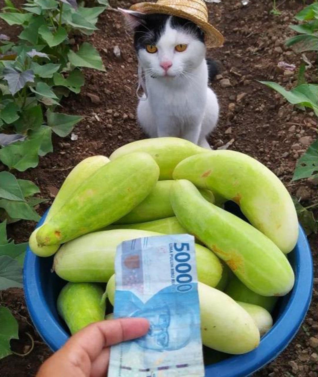 Кот-фермер продает огурцы Мем с котом-фермером в соломенной шляпе, который продает огурцы и которому дают деньги