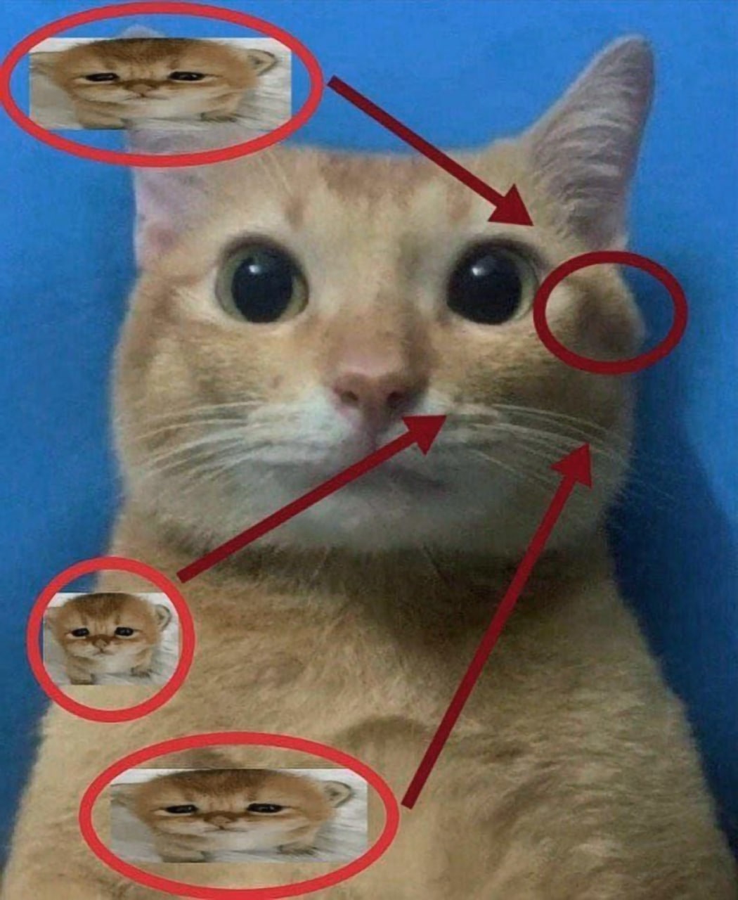 Кот из котят Рыжий кот, у которого вместо морды, ушей и носа маленькие котята. Оригинальный кот удивлен происходящим.