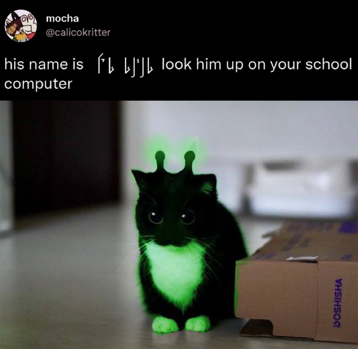 Кот из склепа Мем с котом из склепа или котом с именем из непонятных символов