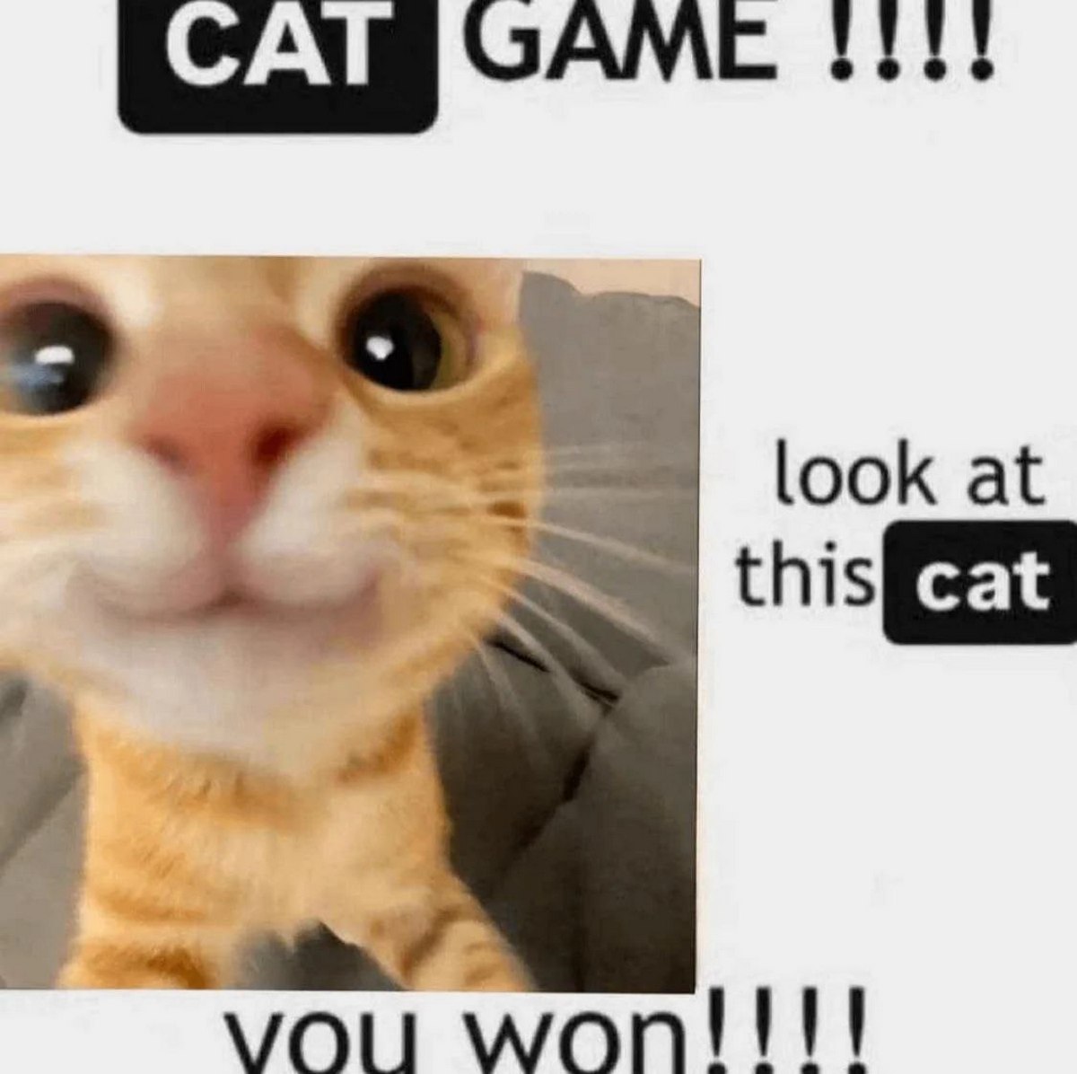 CAT GAME !!!! you won!!!! Рыжий кот в «кошачьей игре» крупным планом, смотрит в камеру и улыбается