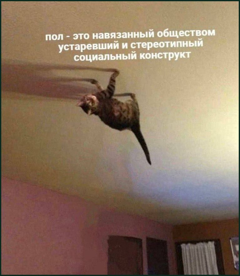 Кот, пол — это навязанный обществом устаревший и стереотипный социальный конструкт Мем с котом, который висит на потолке и говорит, что пол — это навязанный обществом устаревший и стереотипный социальный конструкт.