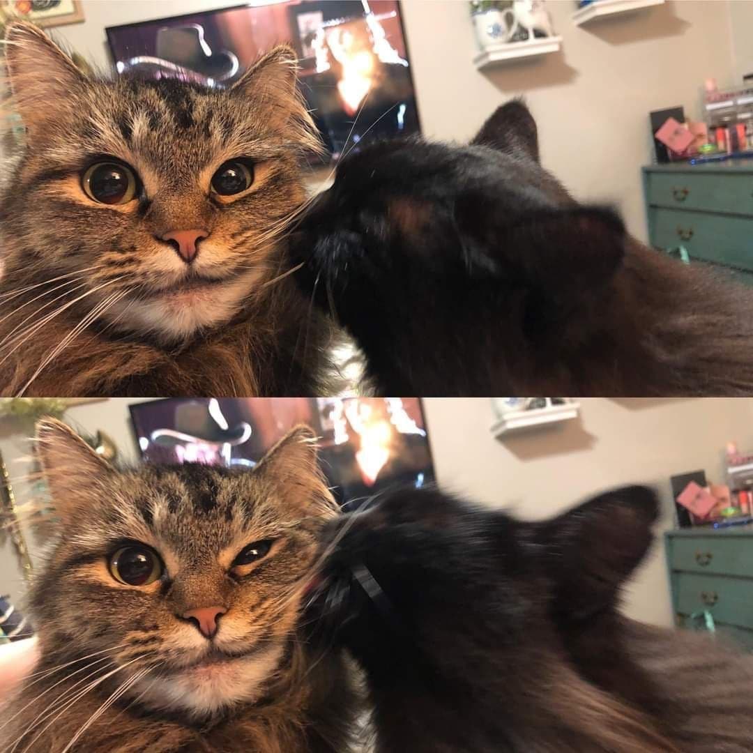 Кот, которого облизывают Мем с котом, которого облизывает другое животное.