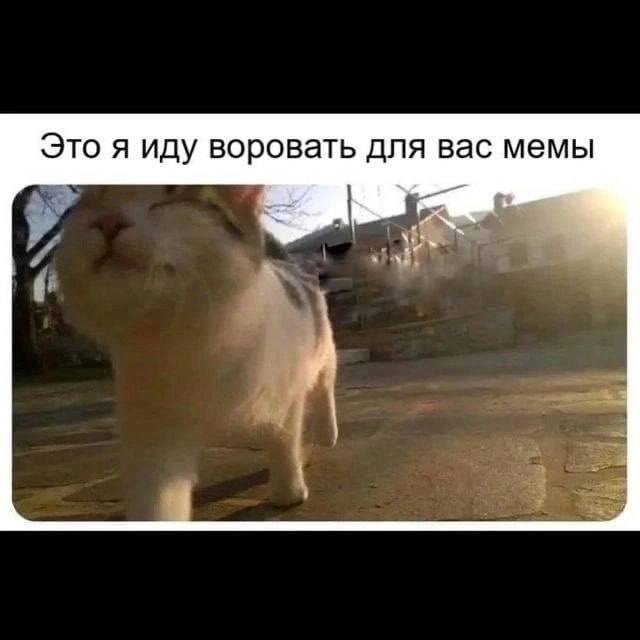 Это я иду воровать для вас мемы Кот идёт воровать мемы.