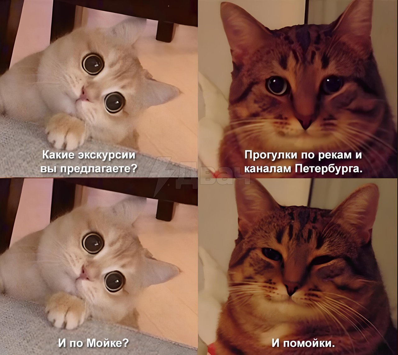 Кот экскурсовод и кошка турист Мем с котом экскурсоводом, предлагающим прогулки по рекам и каналам Петербурга, а затем с хитрым прищуром по помойкам, в ответ на вопрос любопытной кошки с большими глазами