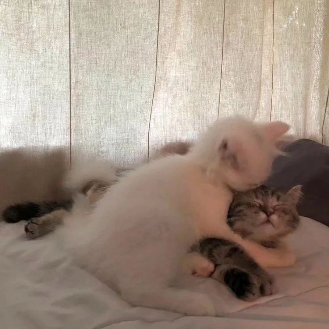 Кот обнимает другого кота Белый кот обнимает спящего полосатого кота на светлой кровати, выражая ласку