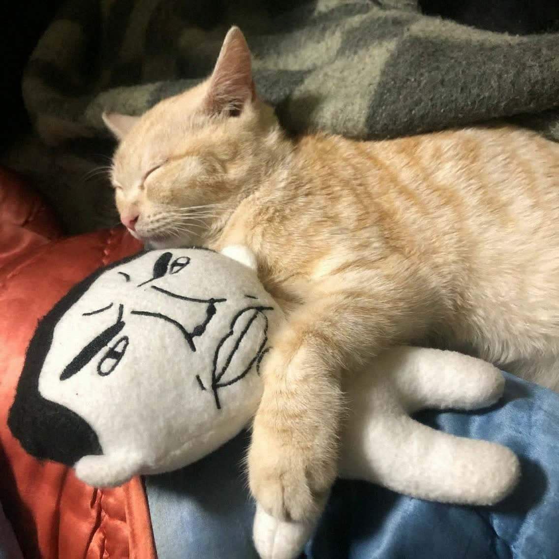 Кот обнимает игрушку Рыжий кот спит в обнимку с мягкой игрушкой