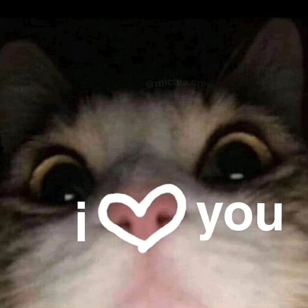 Кот «i love you» Крупный план милого кота с широко раскрытыми глазами и надписью «i love you», где сердце обведено вокруг носа