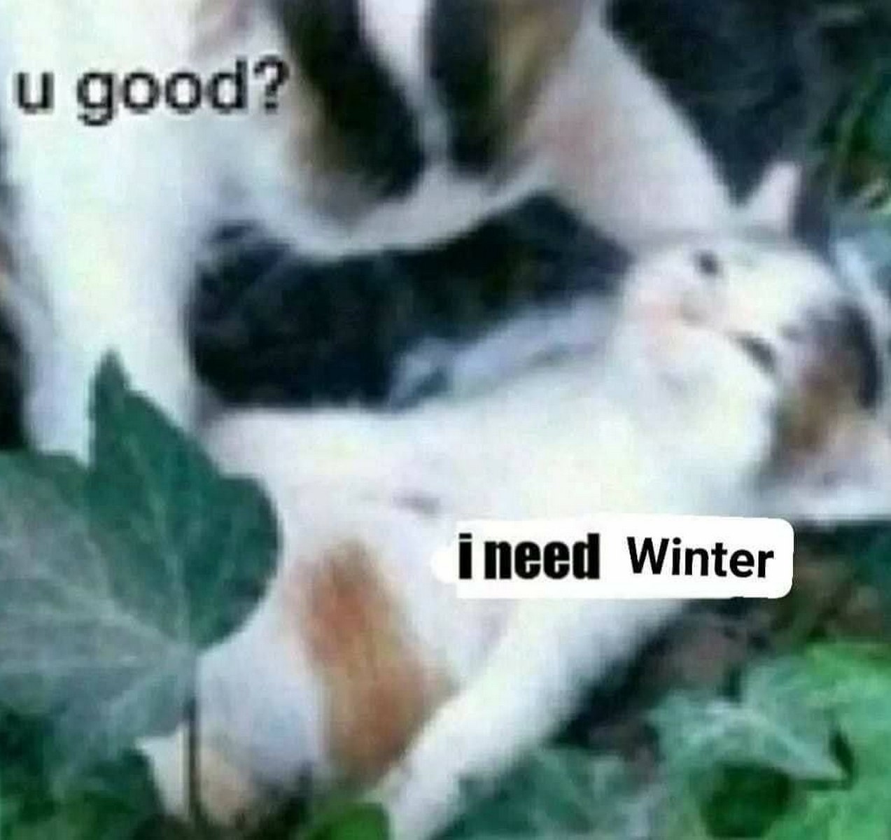 Кот I need Winter Два кота лежат на траве, один спрашивает у другого «ты в порядке?», а второй отвечает «мне нужна зима».