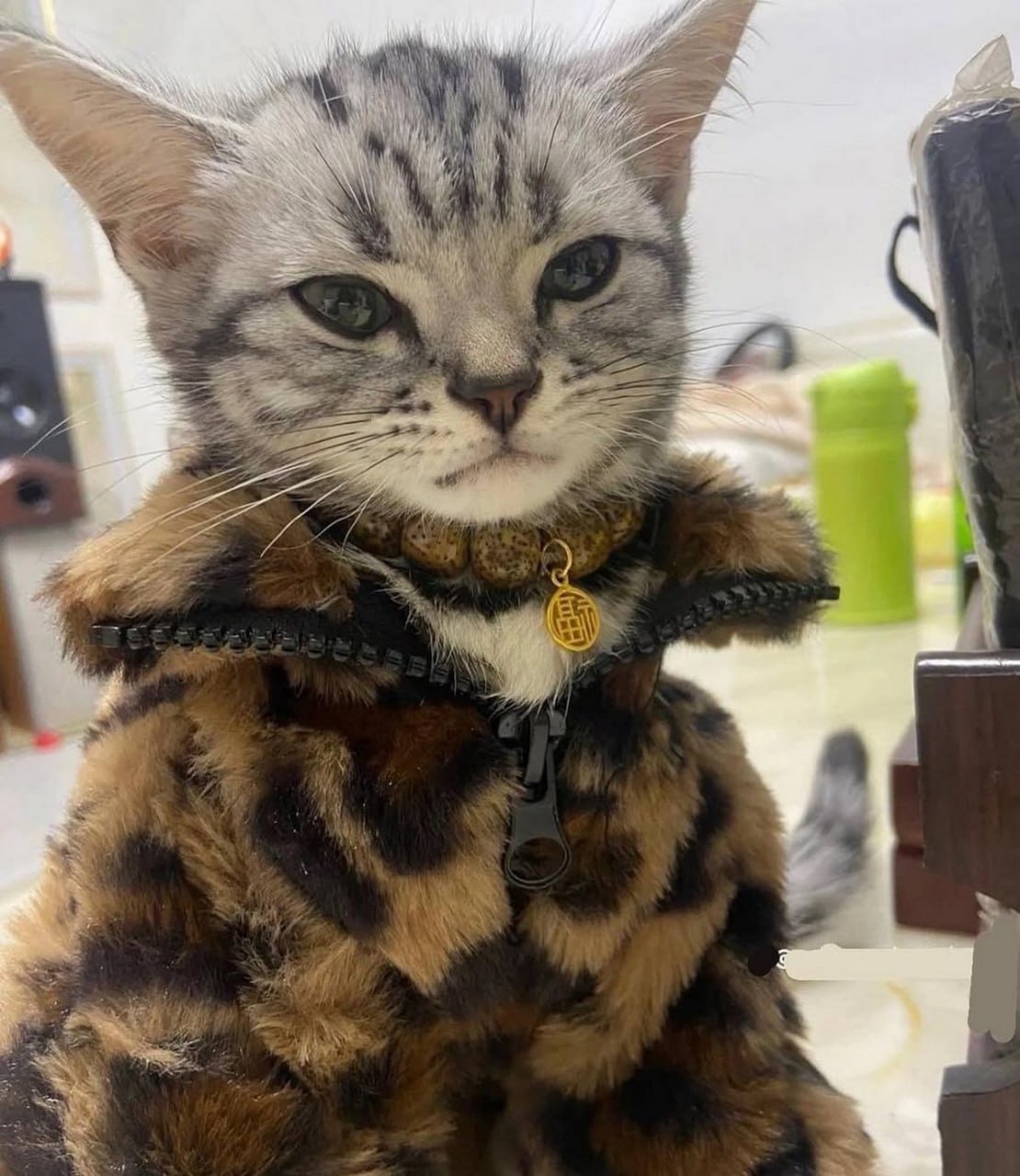Кот в леопардовой шубе Кот в леопардовой шубе со строгим взглядом и талисманом на шее