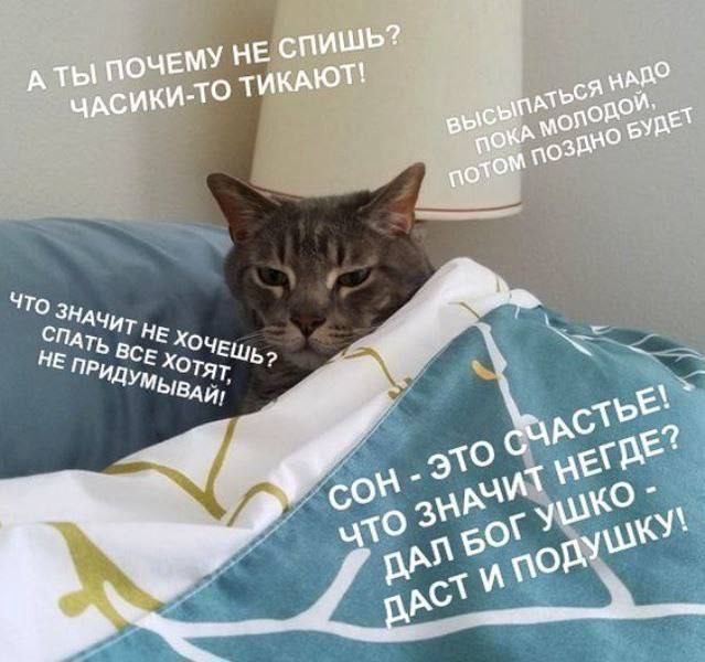Кот в одеяле: А ты почему не спишь? Часики-то тикают! Мем с котом, который смотрит из-под одеяла, а вокруг него разные фразы о сне