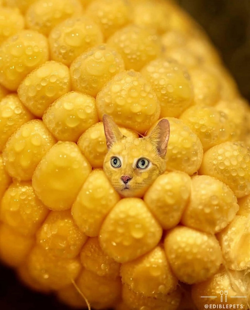 Кот в кукурузе Кошка в кукурузных зернах