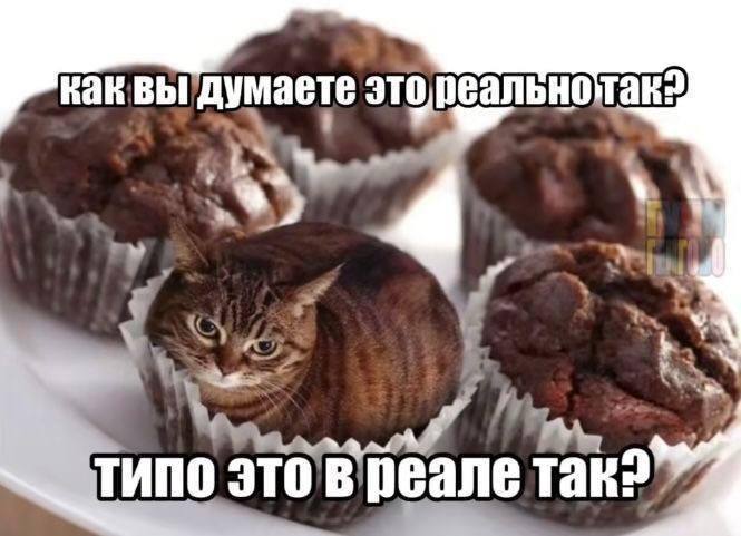 Кот в кексе Мем с котом, который выглядит как кекс, и вопросом «Как вы думаете это реально так?»