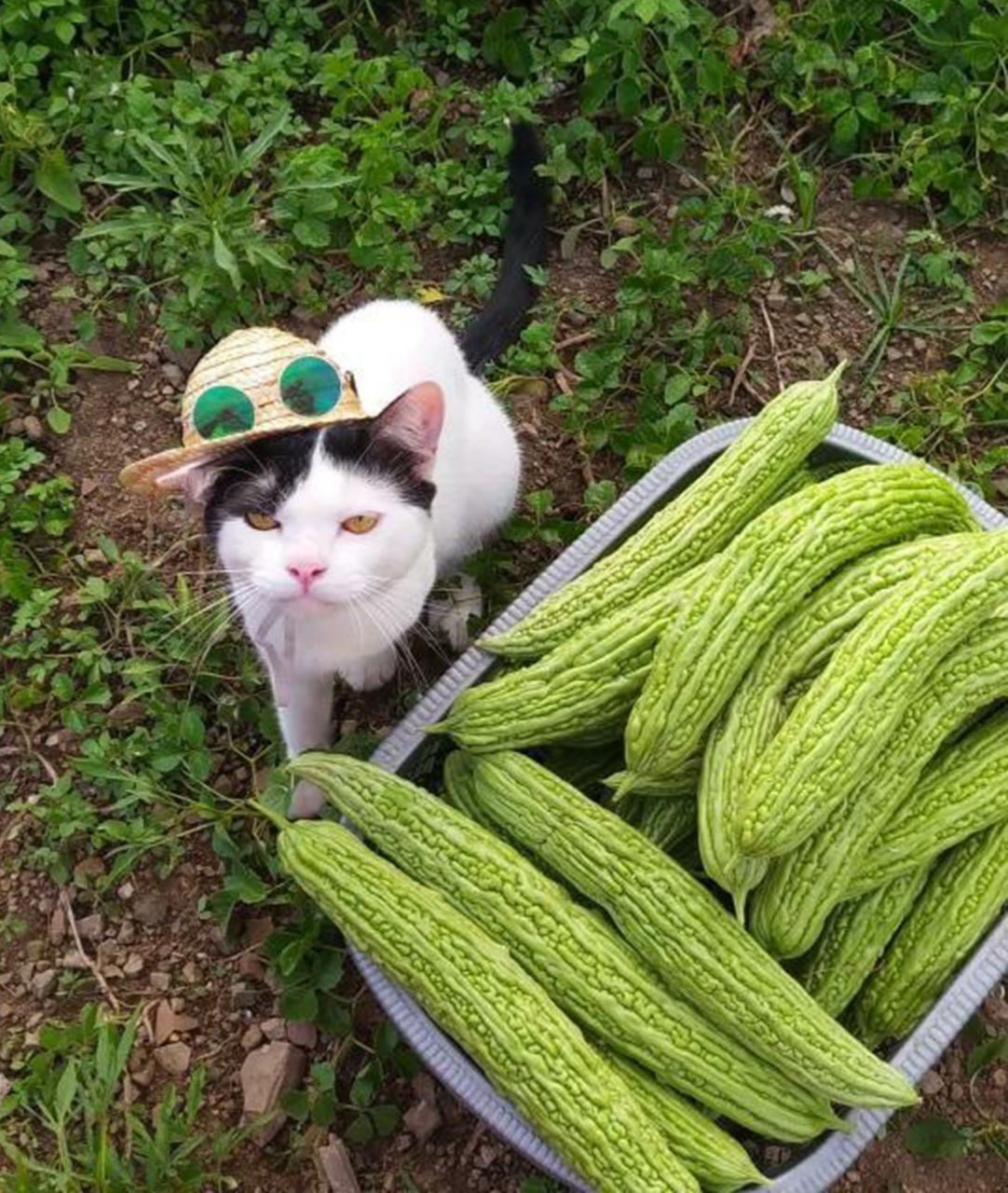 Кот в шляпе с овощами Кот в соломенной шляпе с круглыми очками лежит рядом с подносом горькой дыни