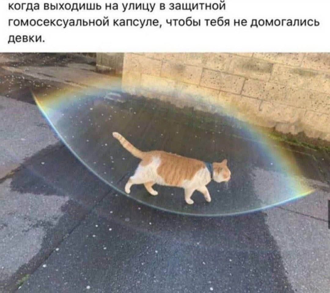 Кот в гомосексуальной капсуле Кот в гомосексуальной капсуле, защищающей от домогательств.