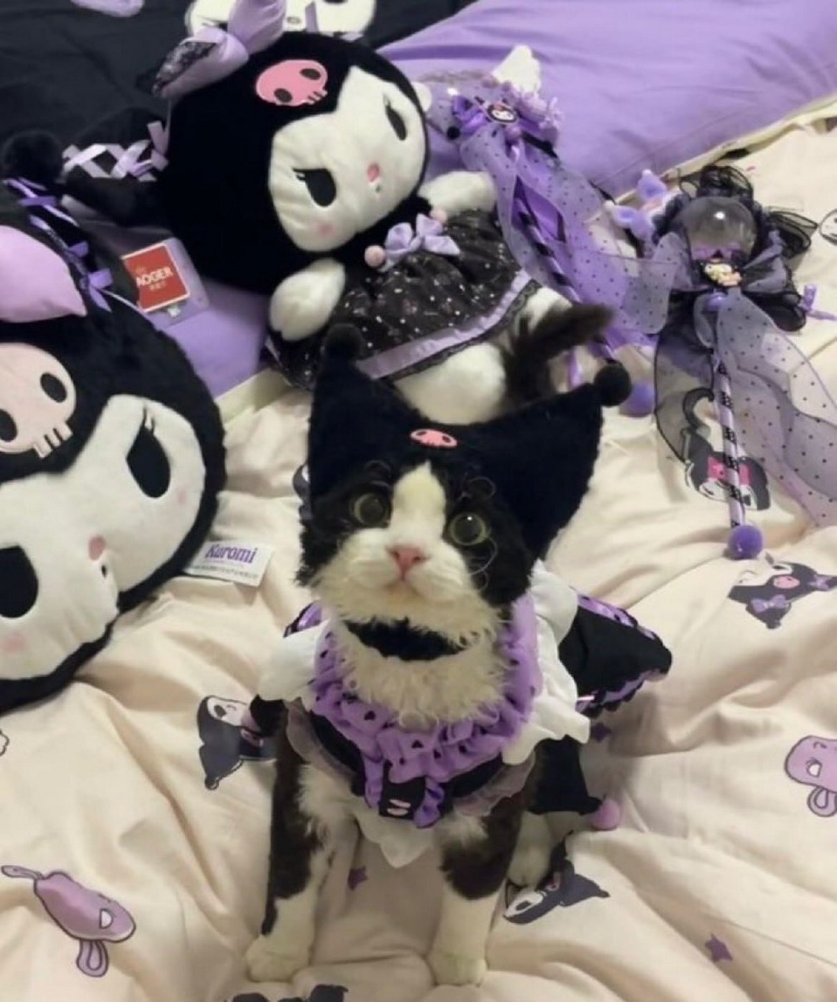 Кот в костюме Куроми Кот в костюме Куроми, лежащий на кровати с игрушками Куроми.