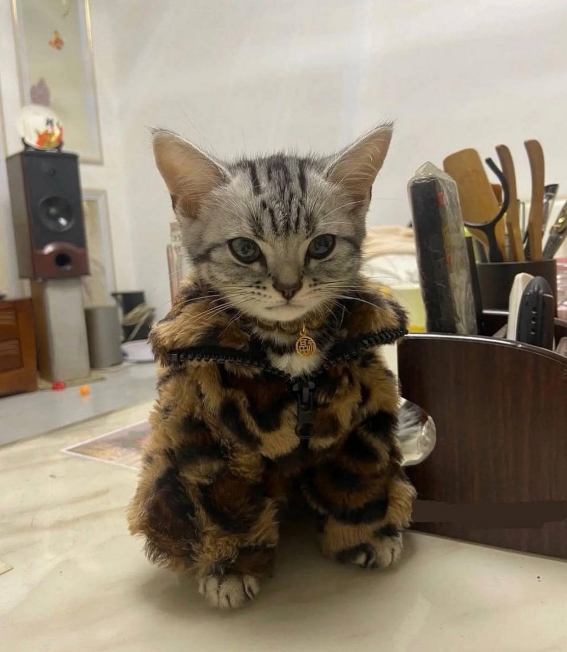 Кот в леопардовой шубе Маленький полосатый кот в леопардовой шубе сидит на столе и смотрит в камеру.
