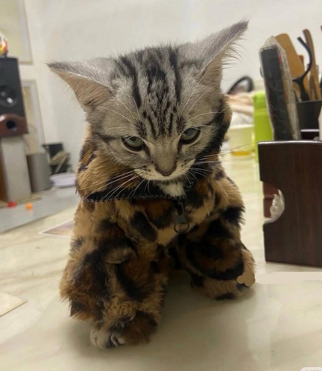 Кот в леопардовой шубе Кот в леопардовой шубе сидит на полу и смотрит исподлобья