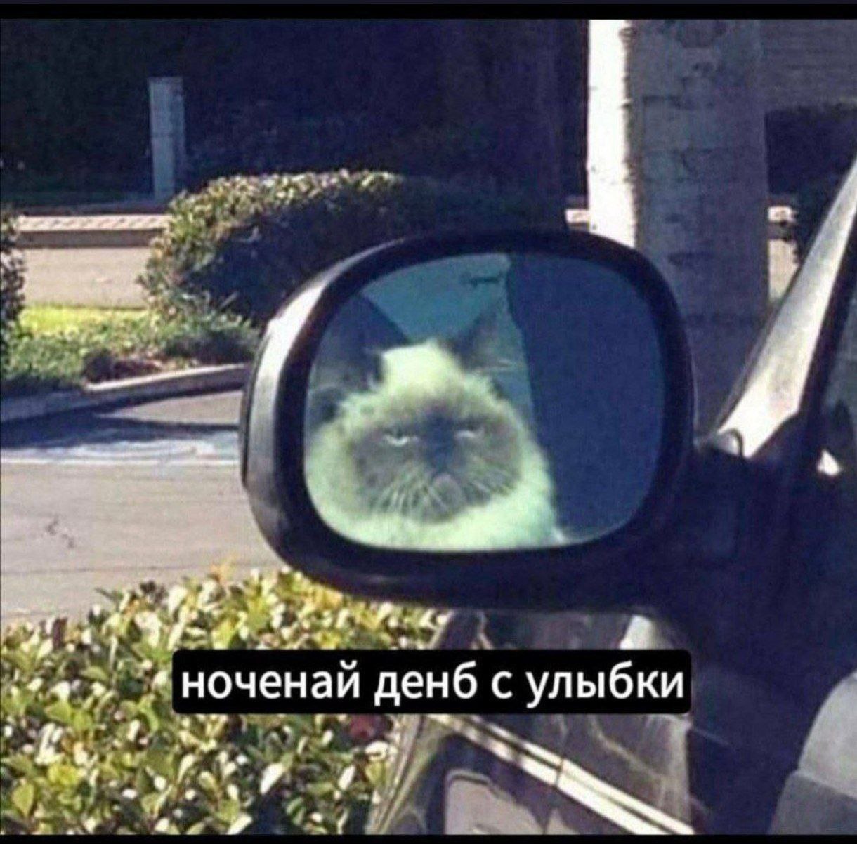 Кот в зеркале заднего вида ноченай денб с улыбки Угрюмый кот в зеркале заднего вида автомобиля и надпись «ноченай денб с улыбки»