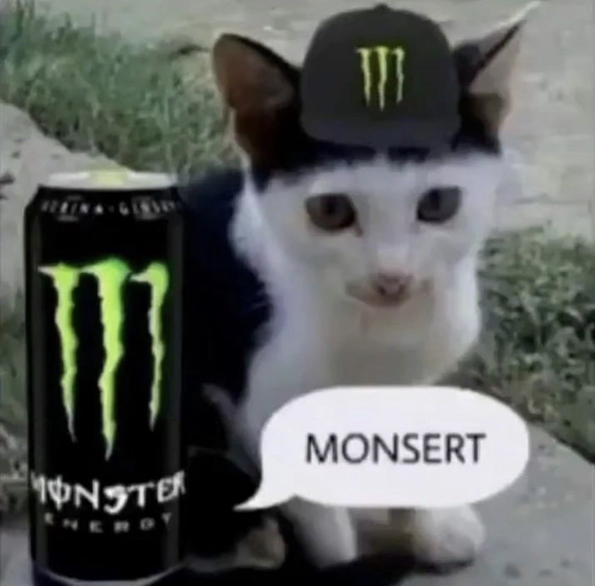 Кот в кепке Monster Energy Кот в кепке Monster Energy с банкой энергетика и надписью "Monsert"