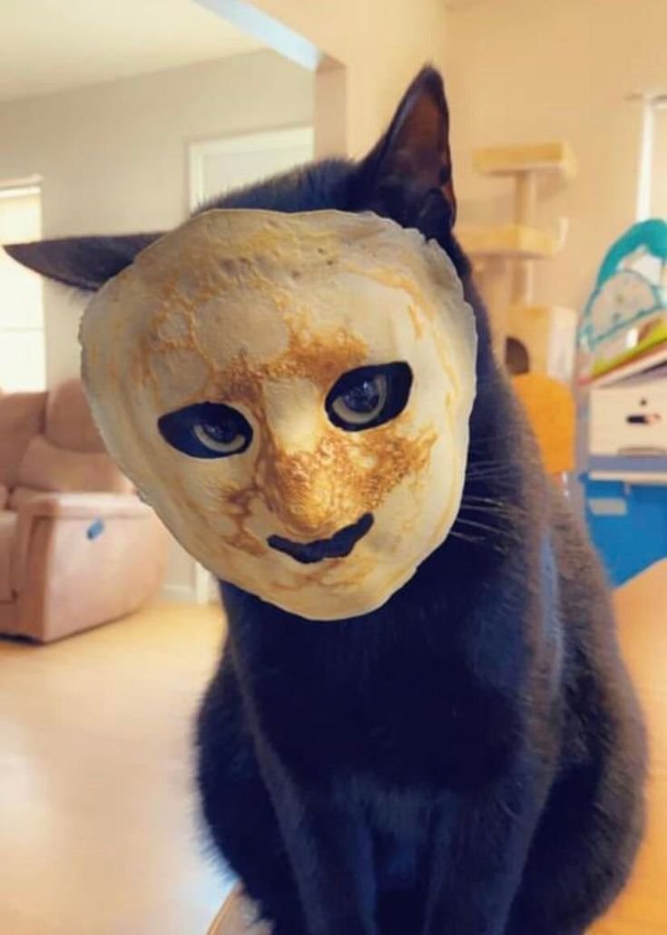 Кот в маске из блина Кот в маске из блина сидит, уставившись прямо в камеру, с чертами лица, нарисованными или естественно образовавшимися на блине.