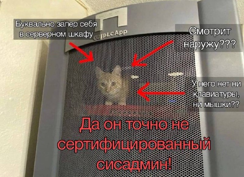 Кот в серверном шкафу Котенок сисадмин сидит в серверном шкафу и смотрит наружу, показывая, что он не сертифицированный специалист, так как у него нет ни клавиатуры, ни мышки.