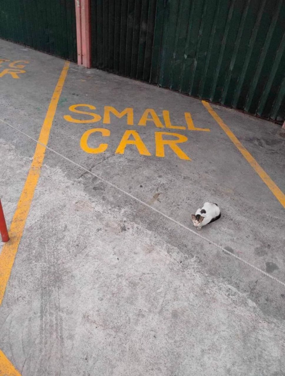 Кот на парковке Small car Мем с котом на парковке, где написано «Small car» — маленькая машина. Кот сидит в центре парковочного места, и это очень смешно.