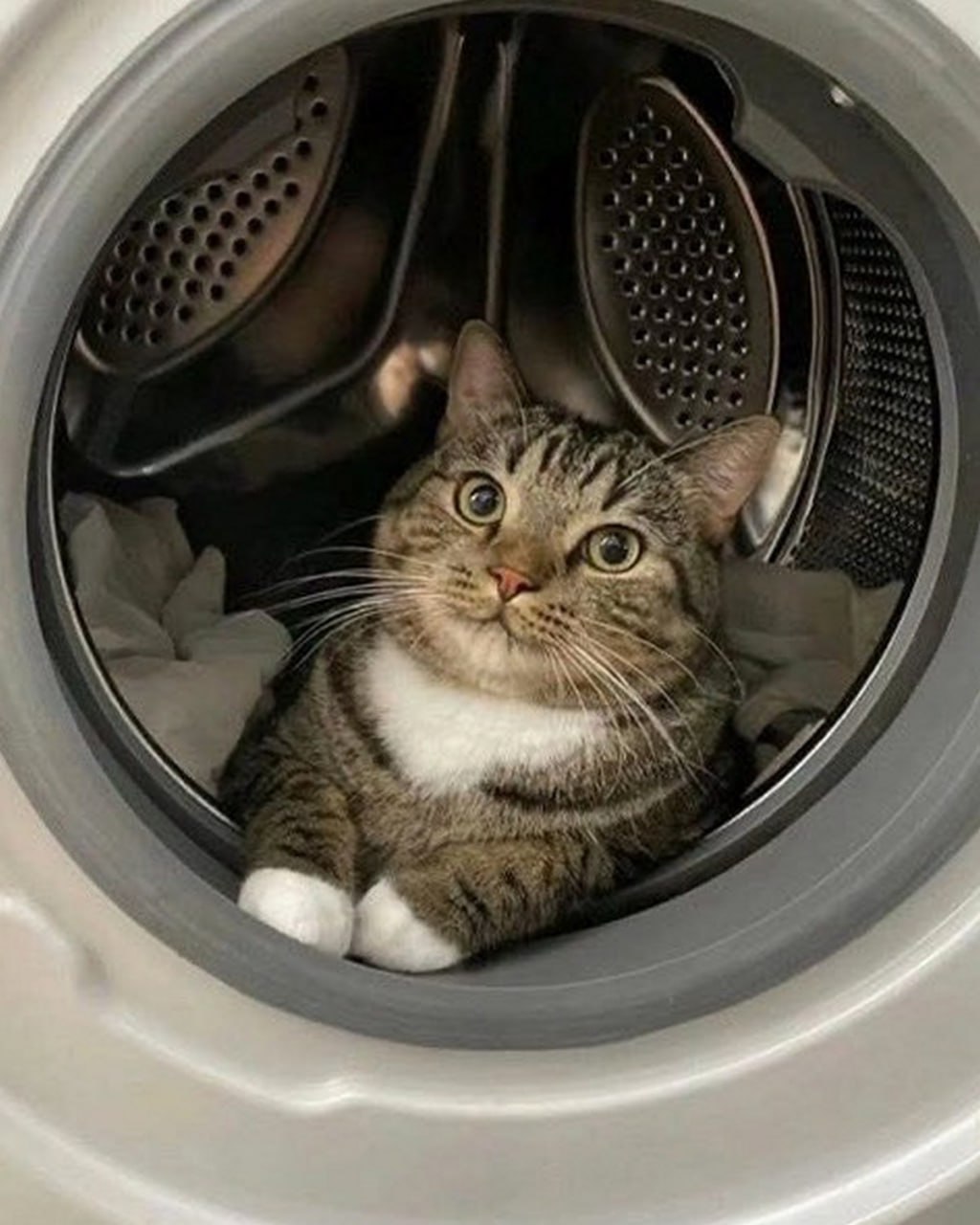 Кот в стиралке Кот в стиральной машине