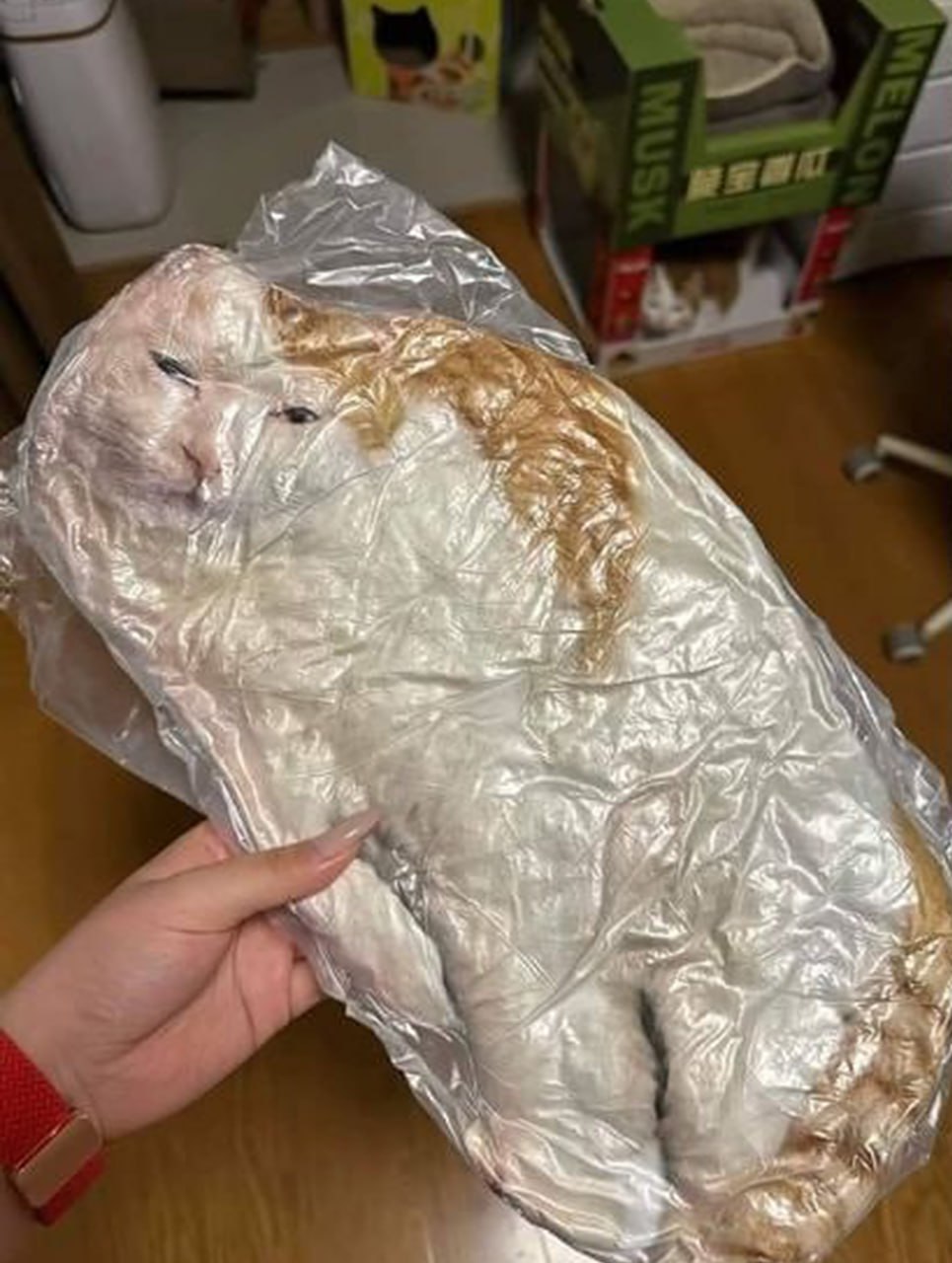Кот в вакуумной упаковке Хозяйка держит кота в вакуумной упаковке