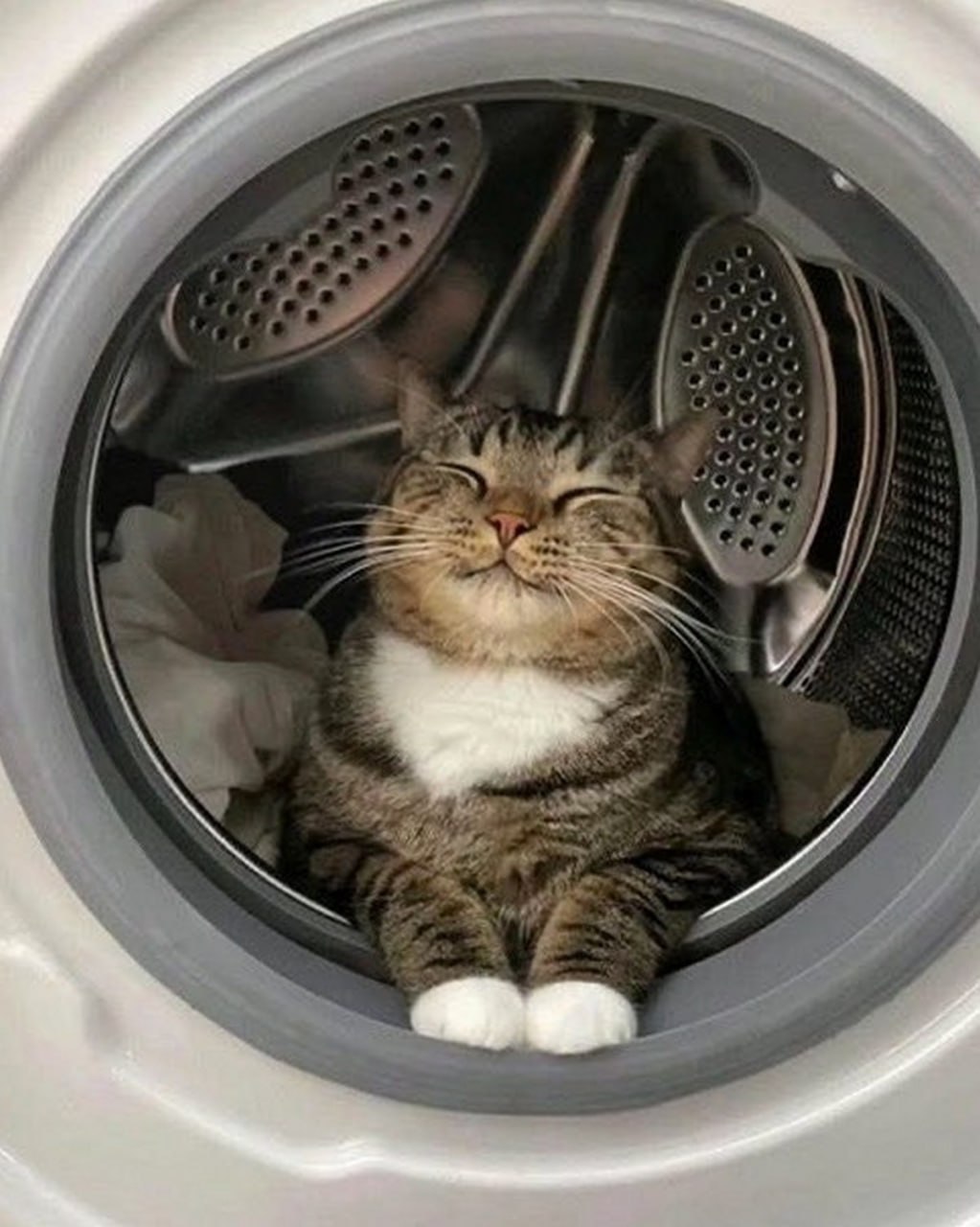 Кот в стиральной машине Кот, который медитирует в стиральной машине