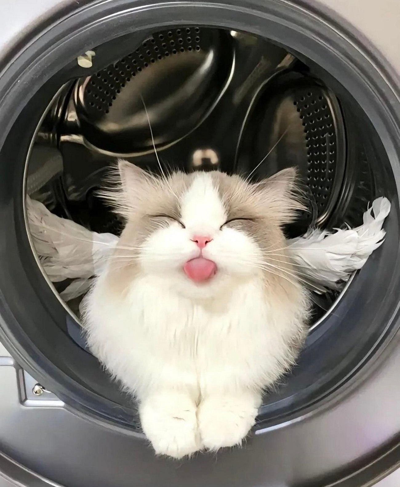 Кот в стиральной машине с высунутым языком Милый белый пушистый котёнок в стиральной машине, который высовывает язычок и прищуривается, вокруг него разбросаны перья