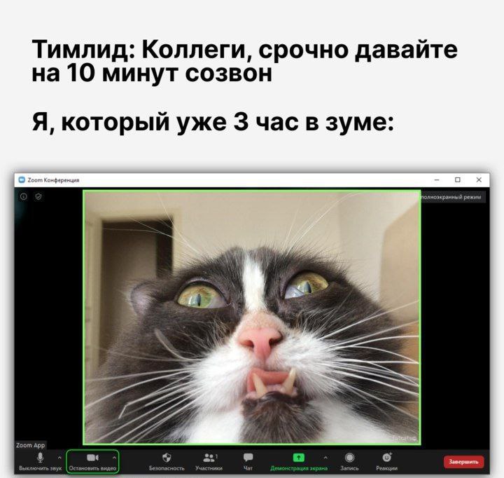 Кот в зуме Мем с котом, который устал от созвонов в Zoom