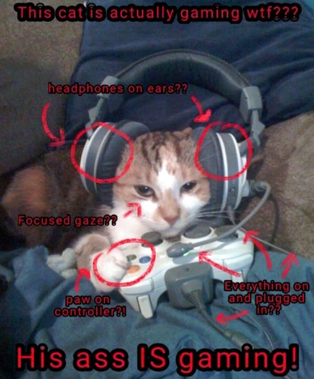 This cat is actually gaming wtf??? Кот в наушниках и с геймпадом, который на самом деле играет в видеоигры.