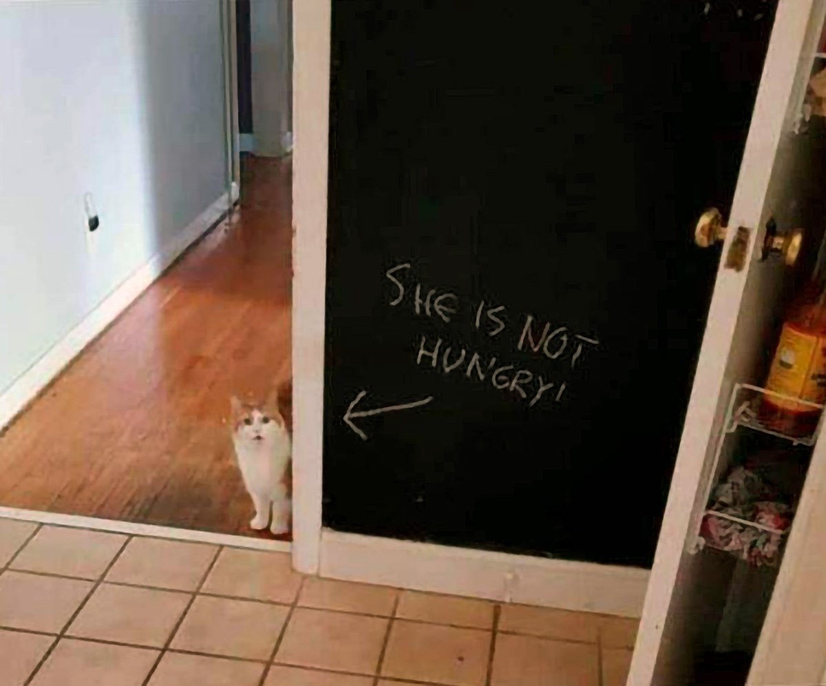 Кошка не голодна мем Кошка выглядывает из-за угла, рядом надпись "She is not hungry!" со стрелкой, указывающей на кошку.