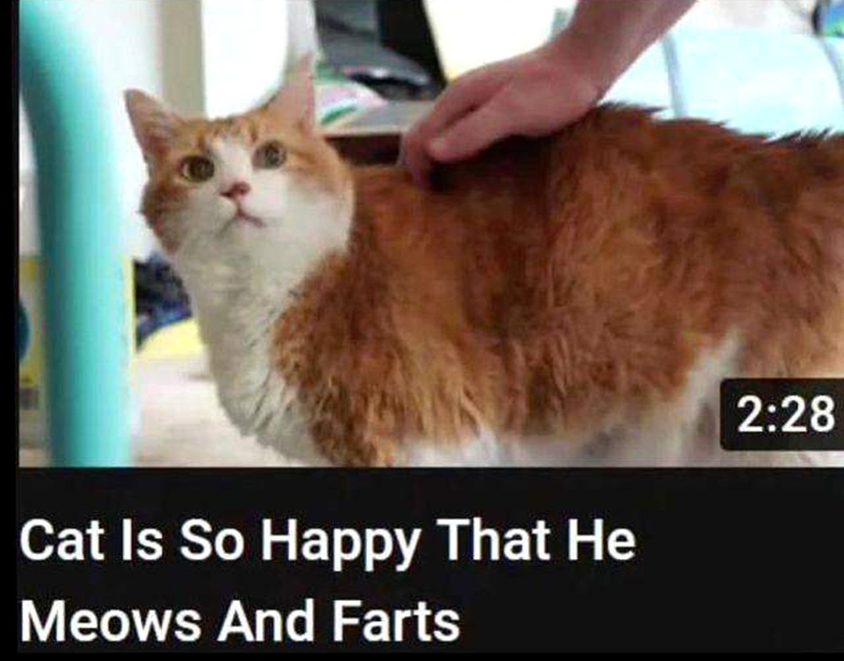 Cat Is So Happy That He Meows And Farts Кот так счастлив, что мяукает и пукает