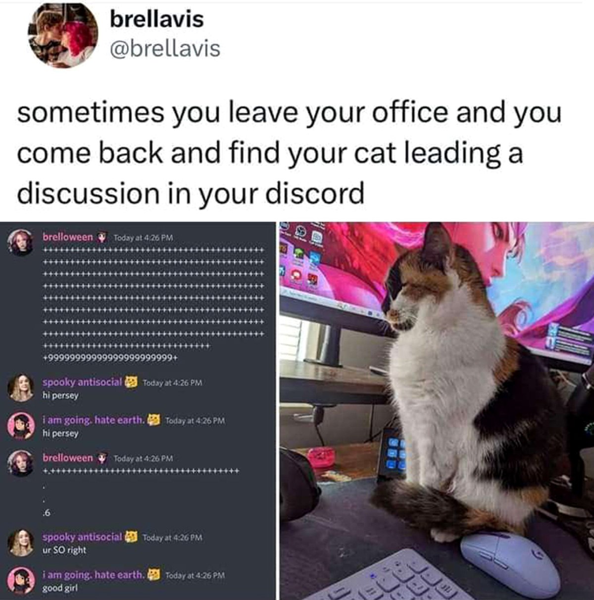 Кот ведет дискуссию в Discord Кошка Персей ведет дискуссию в Discord