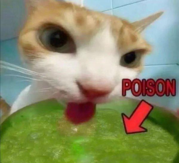 Кот лижет Poison Кот лижет зеленую жижу с надписью «Poison» и красной стрелкой