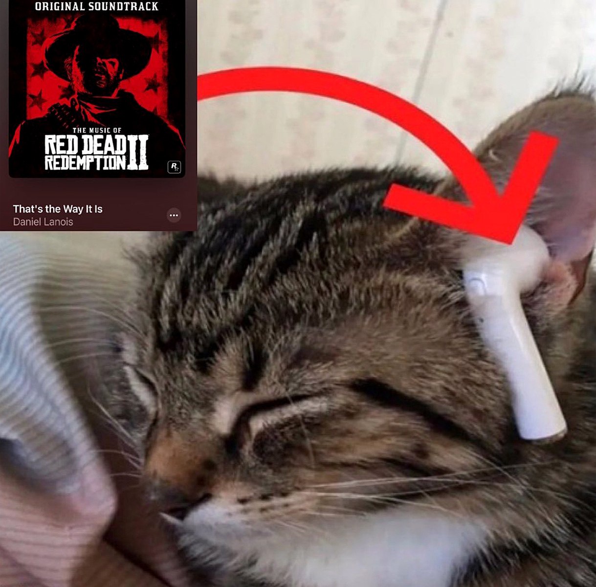 Кот слушает Red Dead Redemption II Кот слушает саундтрек Red Dead Redemption II с наушником AirPods.