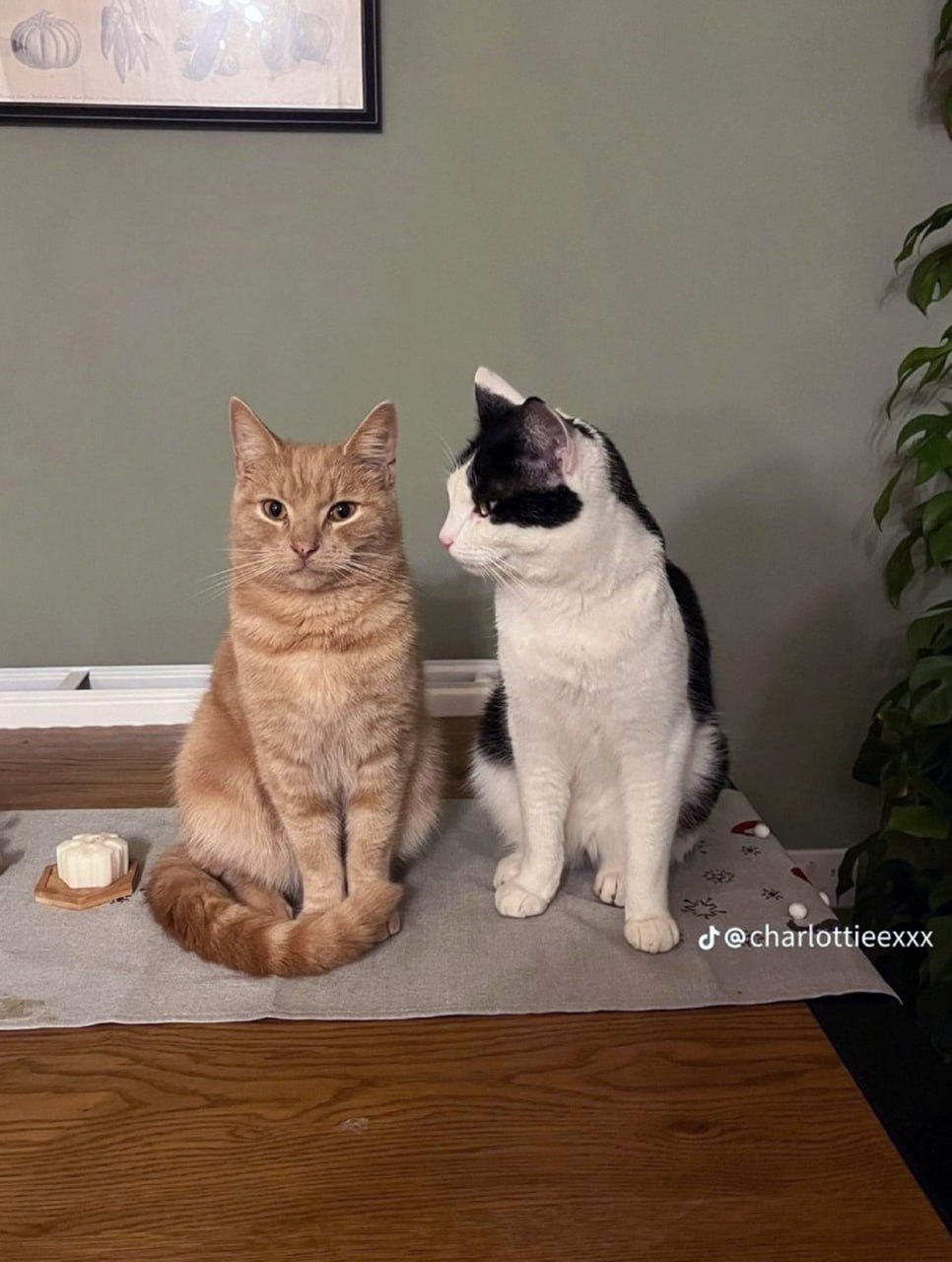 Кот смотрит на другого кота Кот смотрит на другого кота, который смотрит прямо