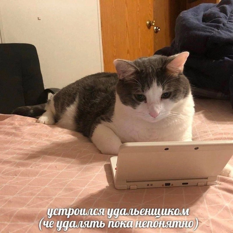 Устроился удаленщиком (че удалять пока непонятно) Кот лежит на кровати и смотрит в Nintendo DS, а внизу надпись «Устроился удаленщиком (че удалять пока непонятно)»