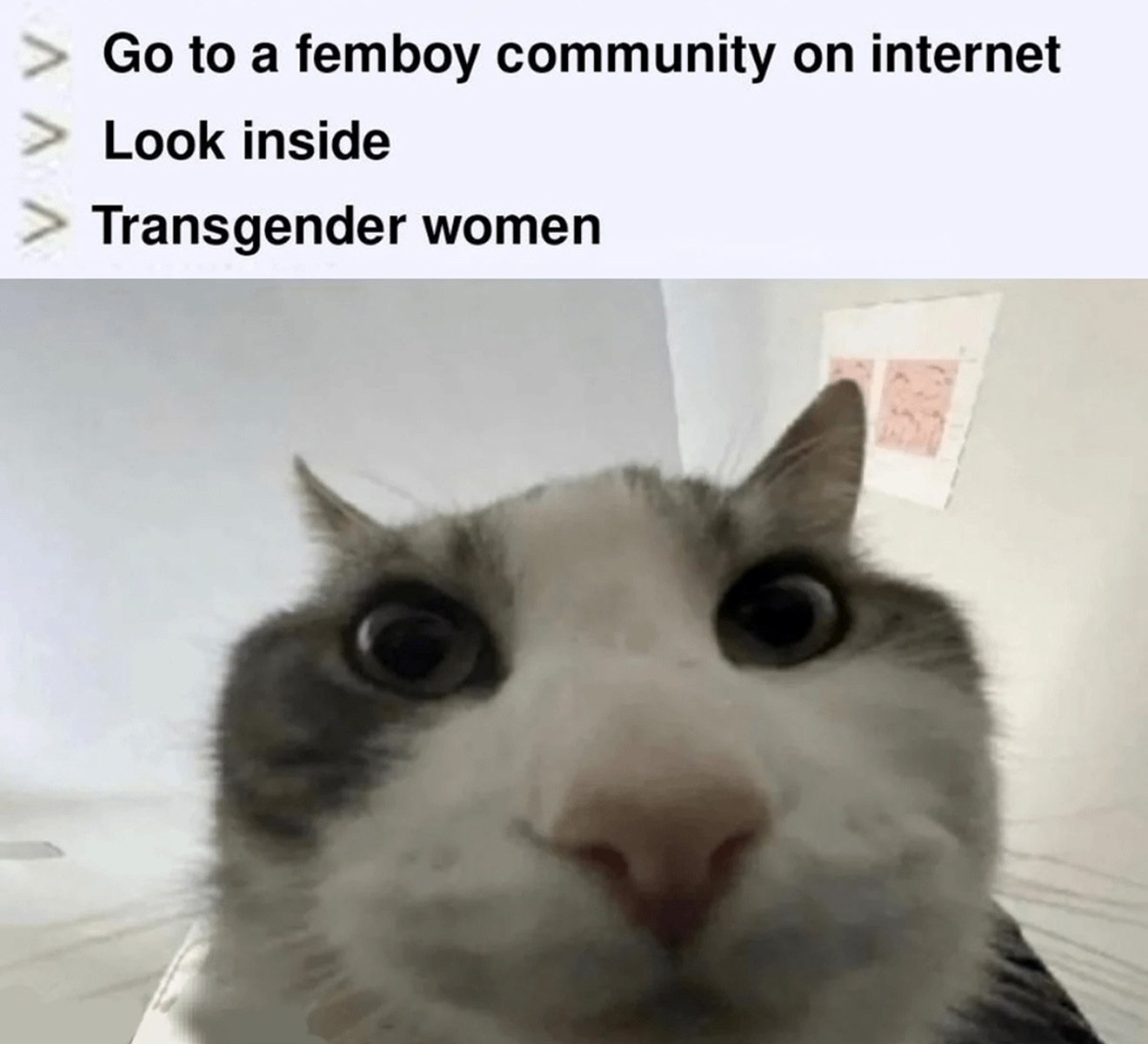 Go to a femboy community on internet Удивленный кот смотрит на надпись о трансгендерных женщинах