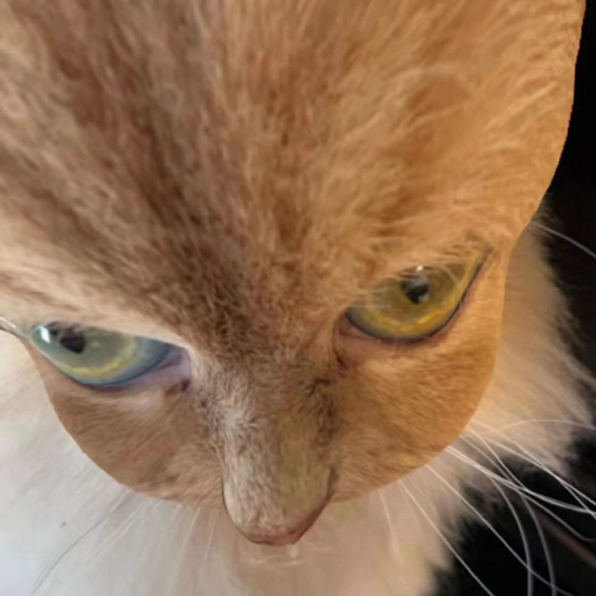 Кот смотрит вниз с печальным взглядом Крупный план морды рыжего кота, смотрящего вниз с печальным или недовольным выражением