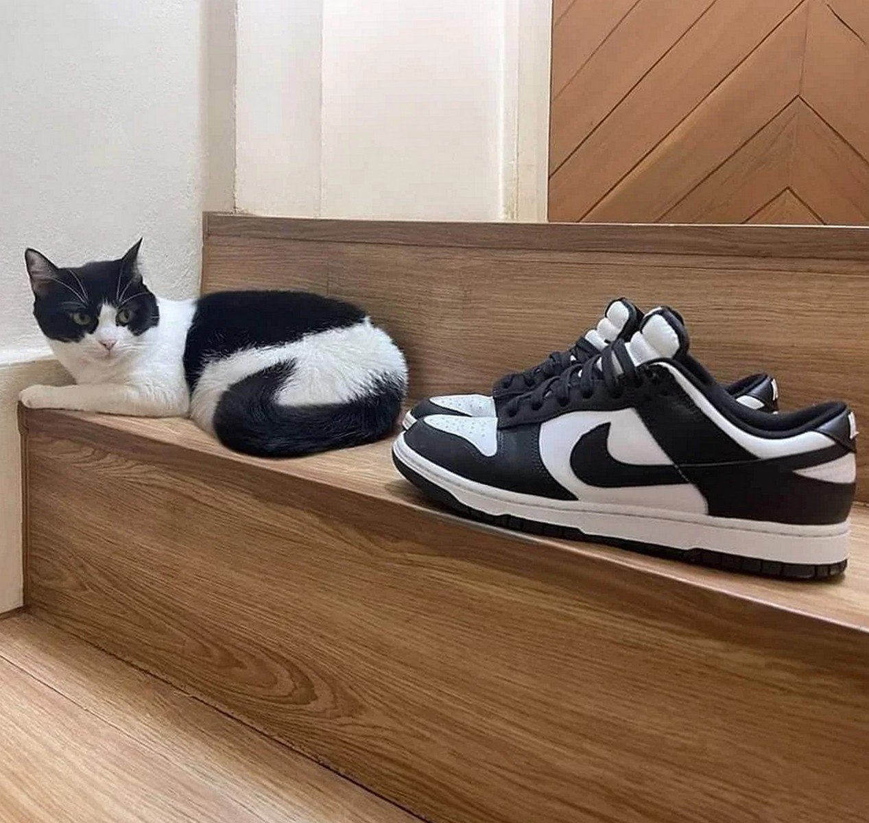 Кот похож на кроссовки Nike Кот, окрасом похожий на кроссовки Nike Panda, лежит рядом с ними на деревянной ступеньке.