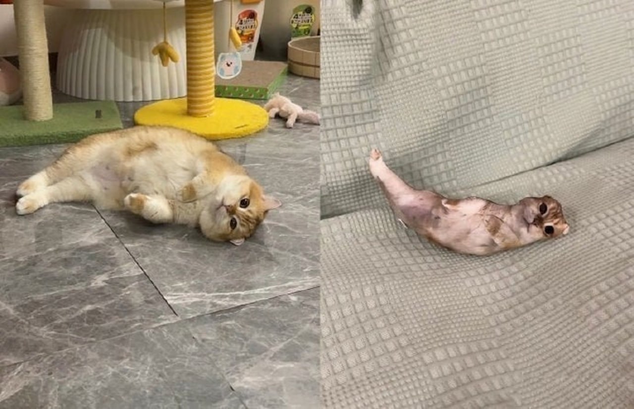 Кот лежит на полу и на диване Коллаж с котом, лежащим на полу и на диване