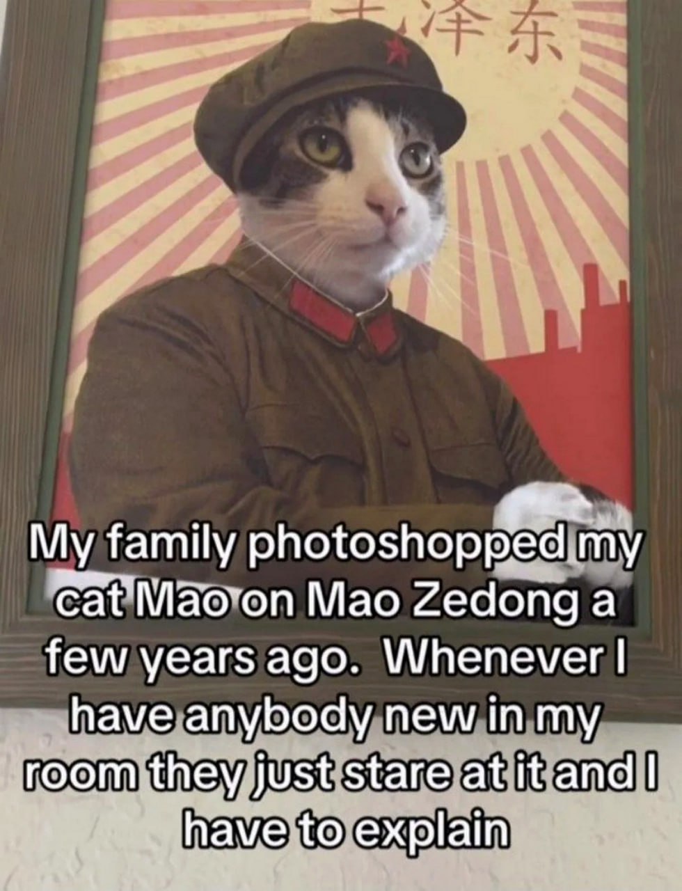 Кот Мао на Мао Цзэдуне Кот в военной форме Мао Цзэдуна на постере