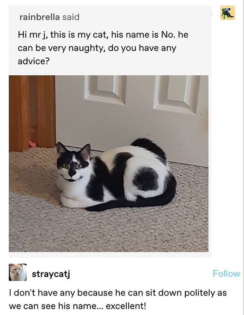 Кот по имени Но Кот, которого зовут Но, с пятнами на боку, образующими его имя.