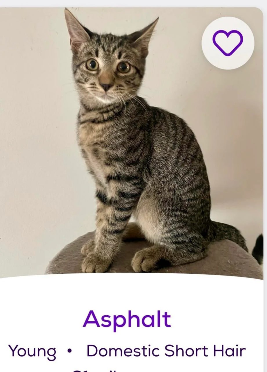 Кошка по кличке Asphalt Котёнок по кличке Asphalt на странице "Усынови меня" со странным именем
