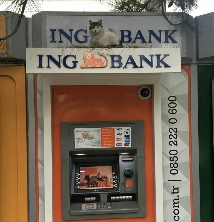 Кот на крыше банкомата Кот лежит на крыше банкомата ING Bank