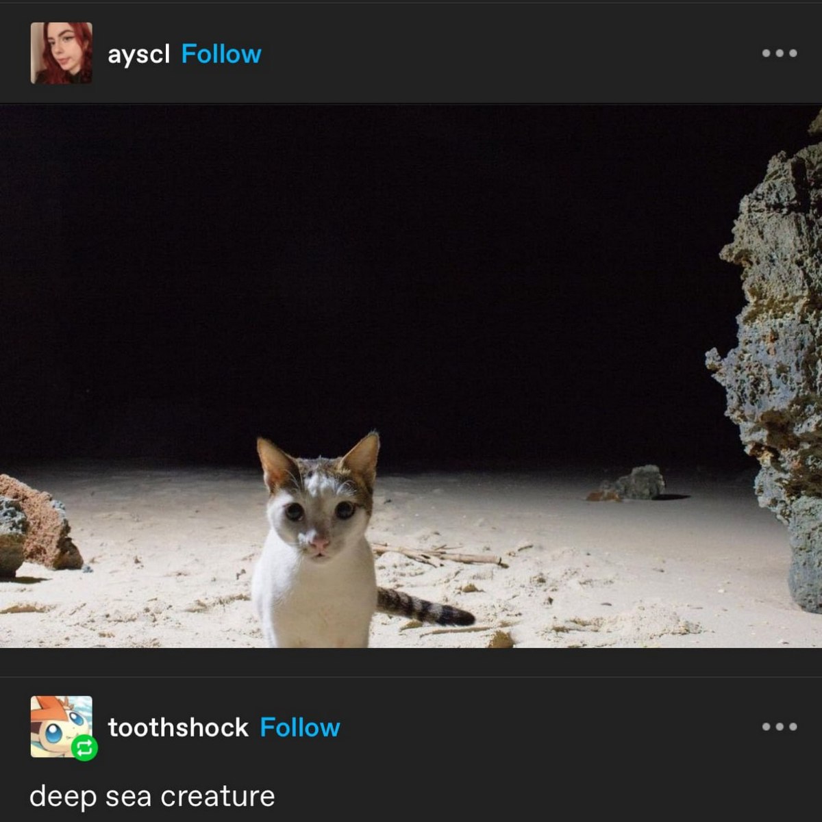 Кот на пляже глубоководное существо Кот, которого назвали глубоководным существом, на пляже ночью, подсвеченный вспышкой.