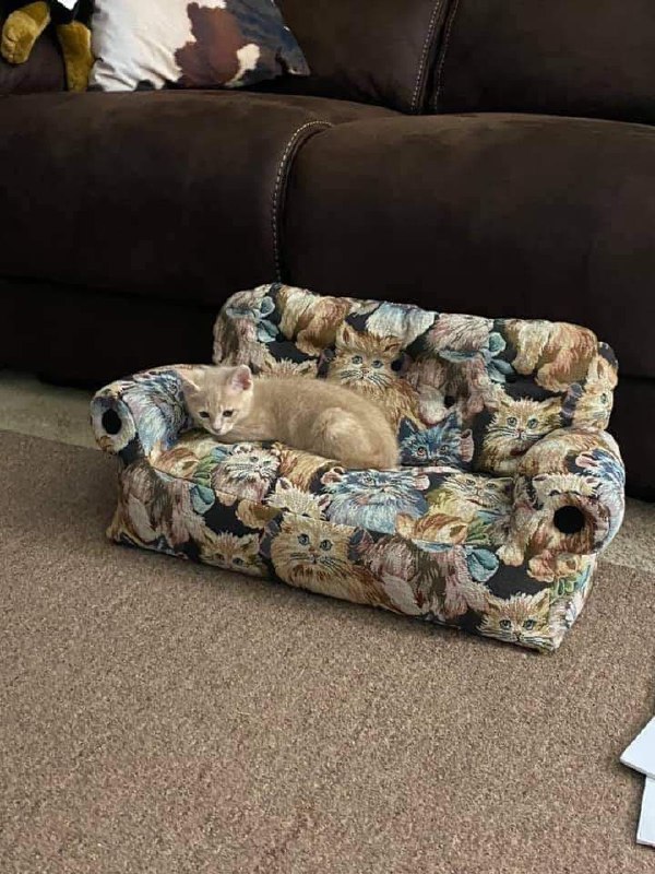 Кот на диване с котами Котенок лежит на маленьком диване с принтом в виде кошек