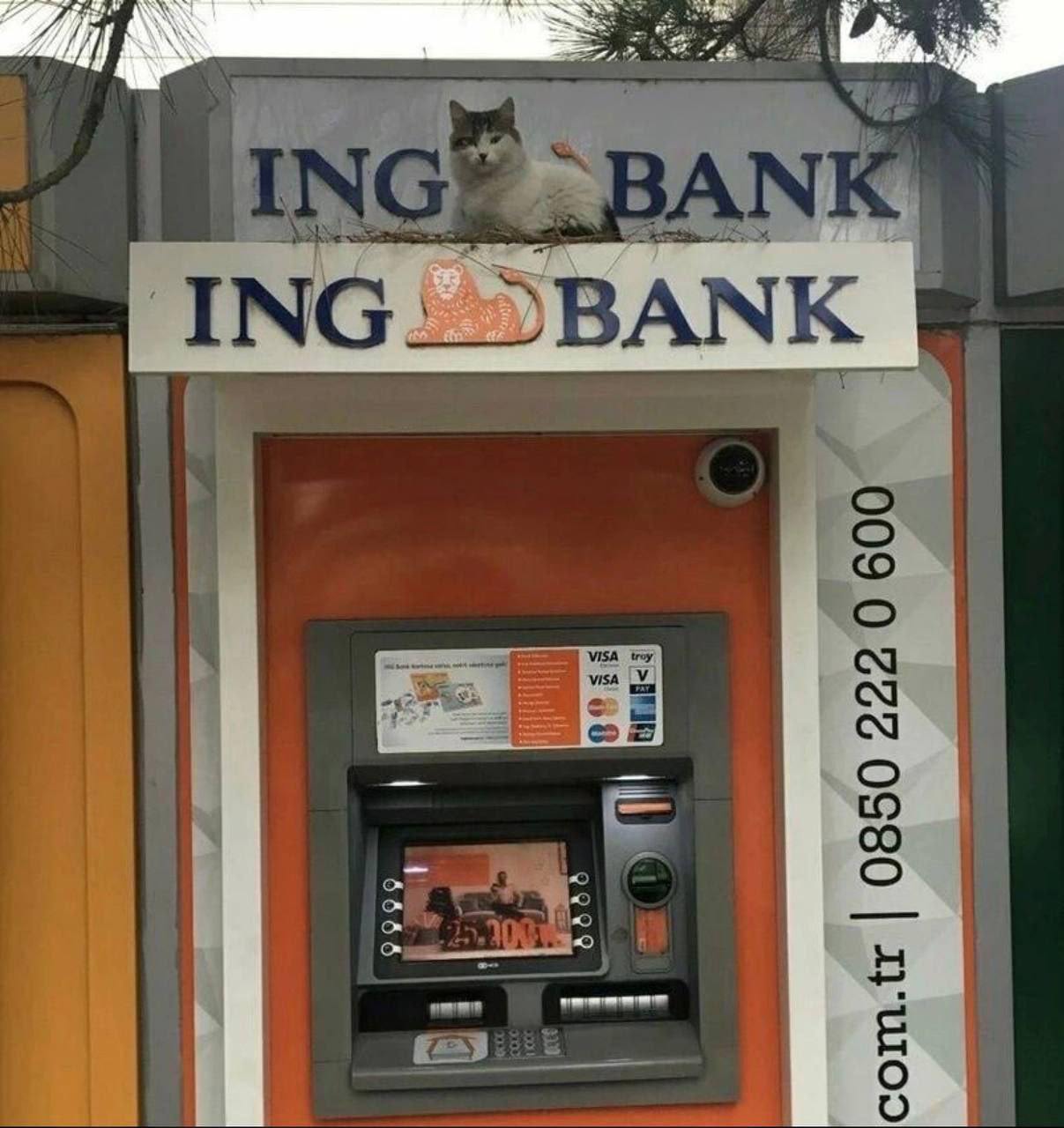 Кошка на банкомате ING Bank Фотография, на которой запечатлена кошка, сидящая на вывеске ING Bank, расположенной над банкоматом. Кошка белая с серыми пятнами, свернулась калачиком на траве, создавая забавный и необычный вид. За банкоматом видны ветки дерева и вертикальные буквы с номером телефона. На экране банкомата можно увидеть изображение мужчины на диване.